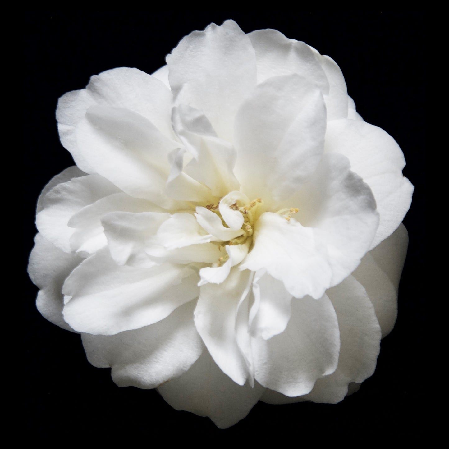 Camelia, DiBond Print