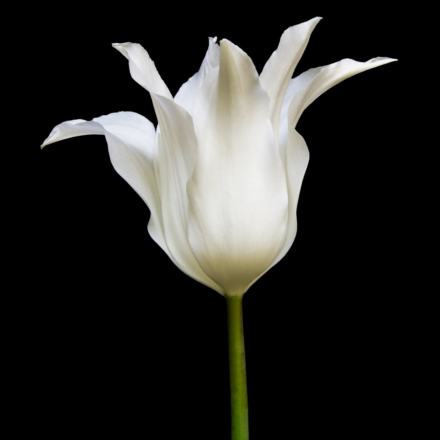 Pointed White Tulip, DiBond