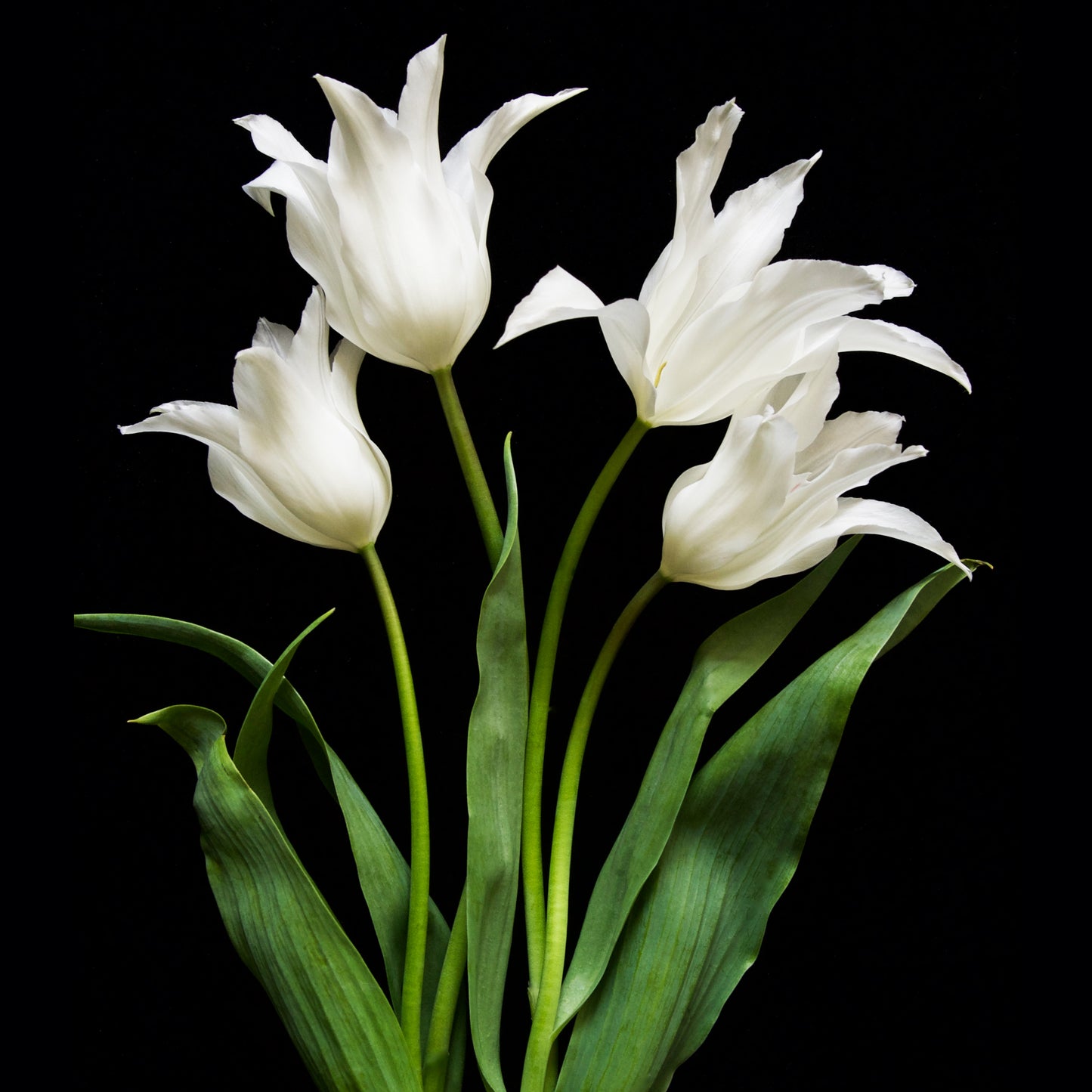 Pointed White Tulip Flowerscape, Dibond Print