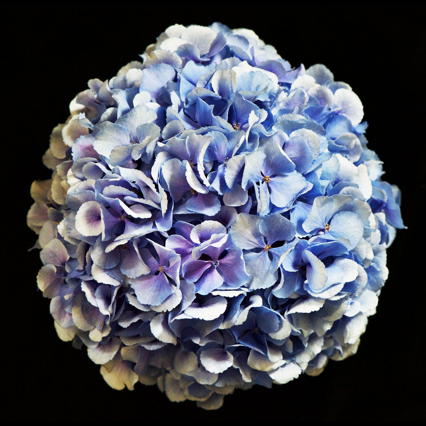 Blue Hydrangea, DiBond Print