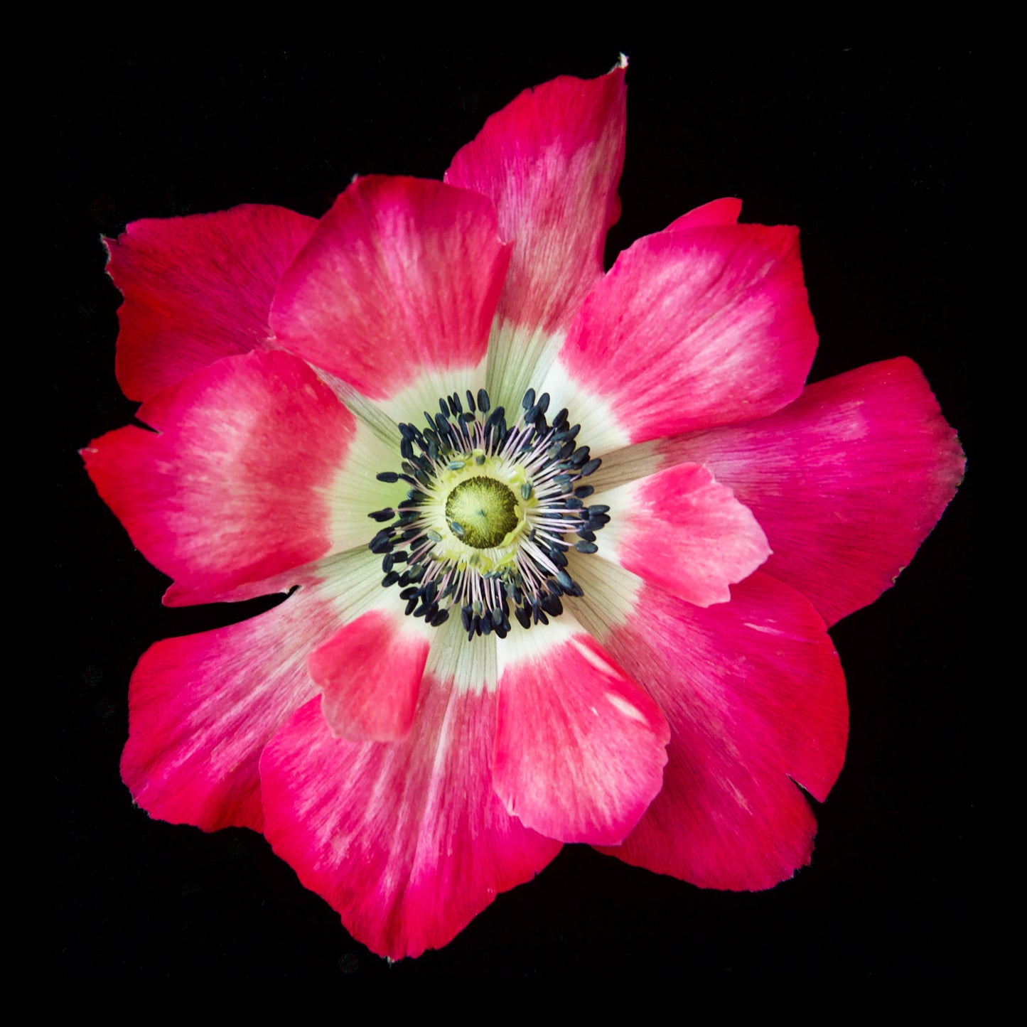 Anemone, DiBond Print