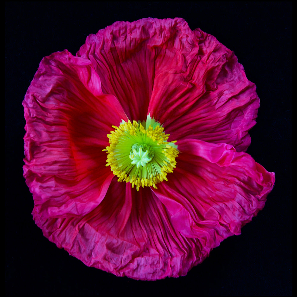 Icelandic Pink Poppy, DiBond Print