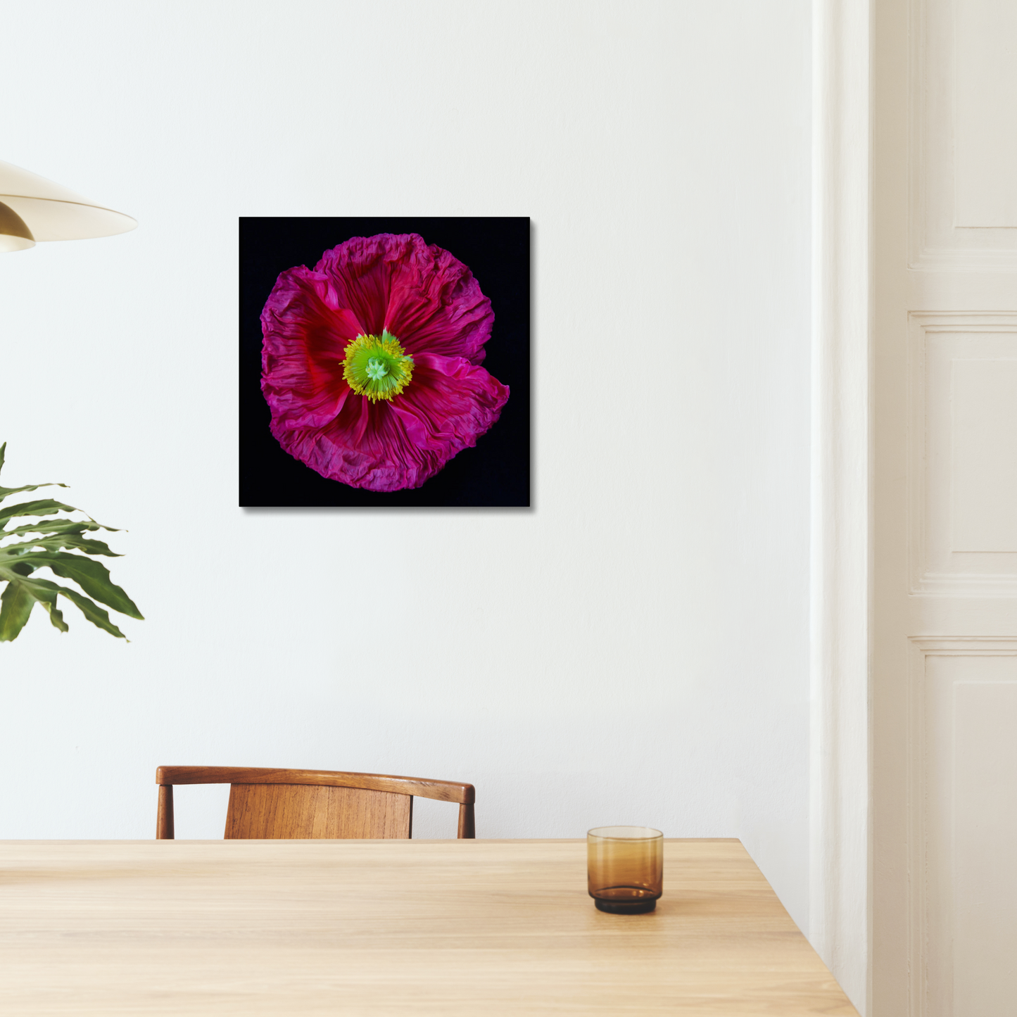 Icelandic Pink Poppy, DiBond Print