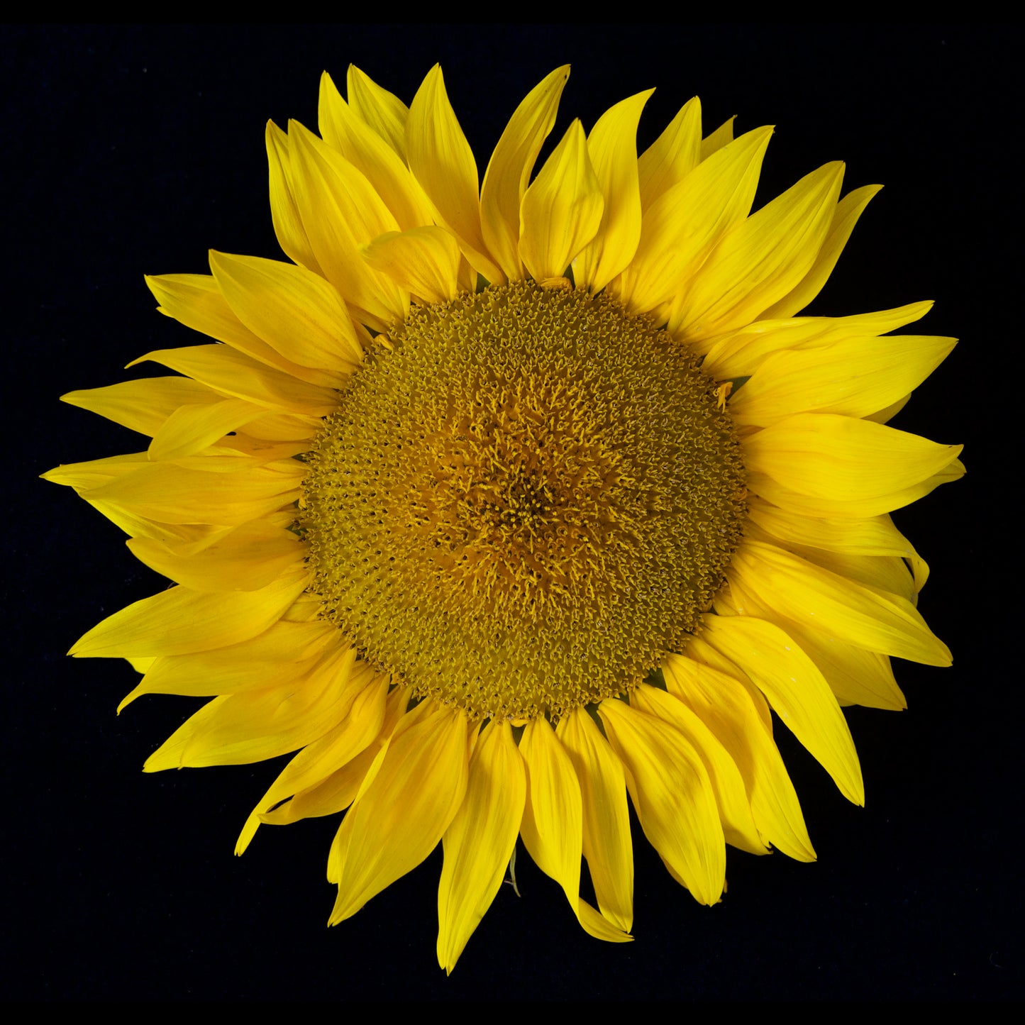 Sunflower, DiBond Print